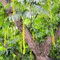 Fresh Caucasian Wingnut Tree Seeds For Planting (10 Seeds) Pterocarya Fraxinifolia Garden