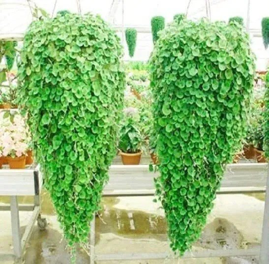 Fresh Emerald Falls Dichondra Seeds For Planting (10 Seeds) Stunning Weeping Plant Garden