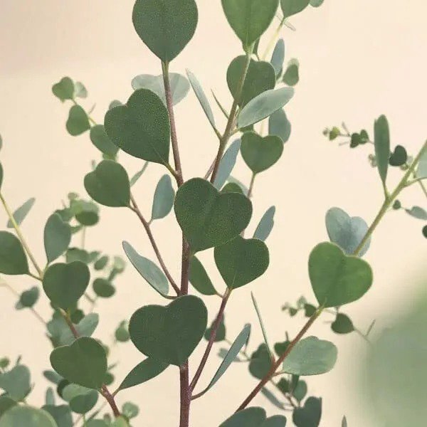Fresh Heart Eucalyptus Tree Seeds For Planting (15 Seeds) Webster'S Mallee Eucalypt Garden