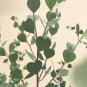 Fresh Heart Eucalyptus Tree Seeds For Planting (15 Seeds) Webster'S Mallee Eucalypt Garden
