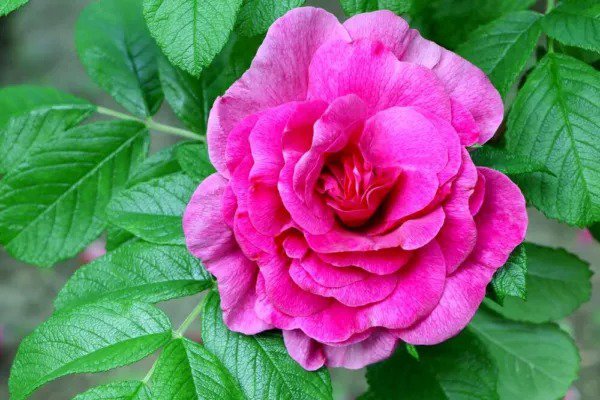 Fresh Red Rugosa Rose Bush Seeds For Planting (50 Seeds) Rosa Rugosa Rubra Garden