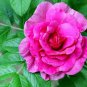 Fresh Red Rugosa Rose Bush Seeds For Planting (50 Seeds) Rosa Rugosa Rubra Garden