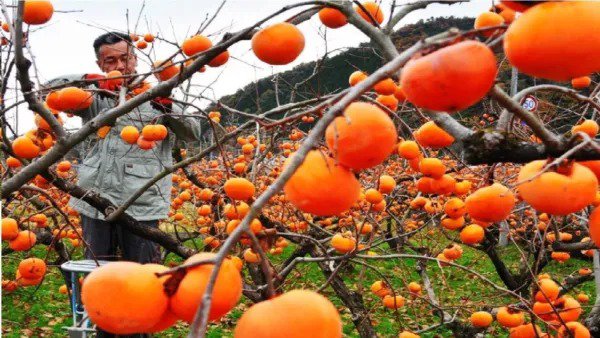 Fresh Japanese Persimmon Tree Seeds For Planting 10 Seeds Diospyros Kaki Popular Garden