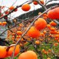 Fresh Japanese Persimmon Tree Seeds For Planting 10 Seeds Diospyros Kaki Popular Garden