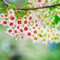 Fresh Yellowhorn Bush Seeds For Planting (6 Large Seeds) Exotic Blooms All Season Garden