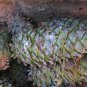 Fresh Armand Pine Seeds For Planting (30 Seeds) David'S Pine Chinese White Pine Pin Garden