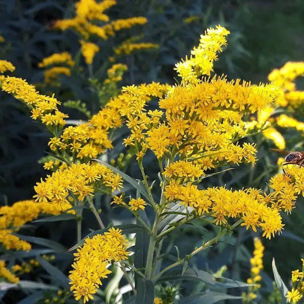 Fresh Old Field Goldenrod Seeds For Planting (50 Seeds) Solidago Nemoralis Garden