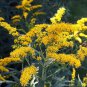 Fresh Old Field Goldenrod Seeds For Planting (50 Seeds) Solidago Nemoralis Garden