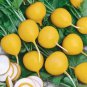 Fresh Golden Helios Radish Seeds For Planting (200 Seeds) Garden