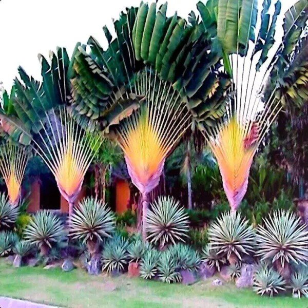 Fresh Travelers Palm Tree Seeds (Ravenala Madagascariensis) Bird Of Paradise Plant (5 Garden