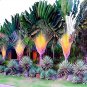 Fresh Travelers Palm Tree Seeds (Ravenala Madagascariensis) Bird Of Paradise Plant (5 Garden