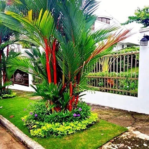 Fresh 10 Red Sealing Wax "Lipstick" Palm Tree Seeds (Cyrtostachys Renda ...