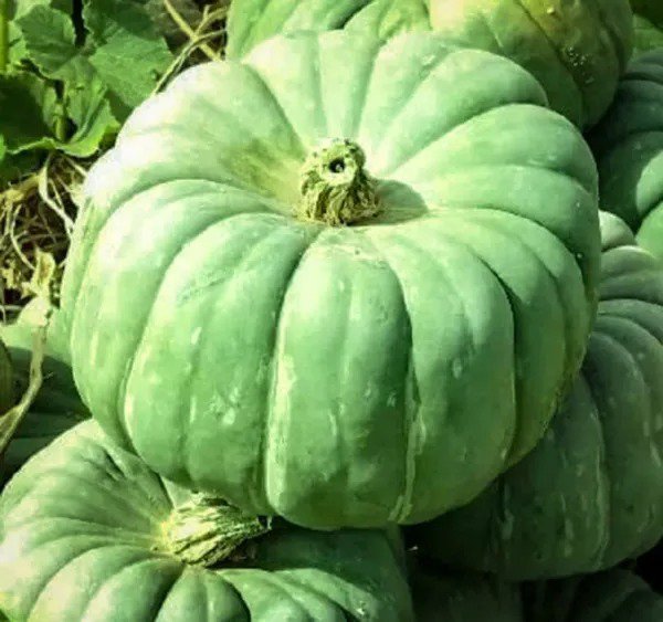Fresh Green Jade Knight Pumpkin Seeds For Planting (10 Seeds) Garden
