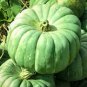 Fresh Green Jade Knight Pumpkin Seeds For Planting (10 Seeds) Garden