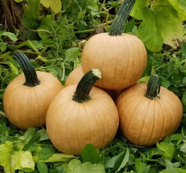 Fresh Hot Chocolate Pumpkin Seeds For Planting (10 Seeds) Garden