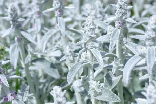 Fresh Rabbit Ear Plant Seeds For Planting 30+ Seeds Garden