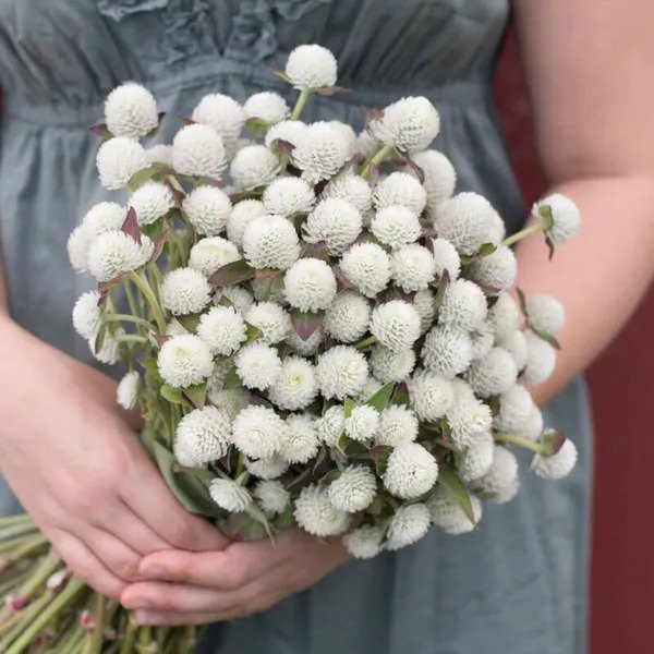 Fresh Audray White Gomphrena Seed For Planting (50 Seeds) Stunning White Summer Bloo Garden