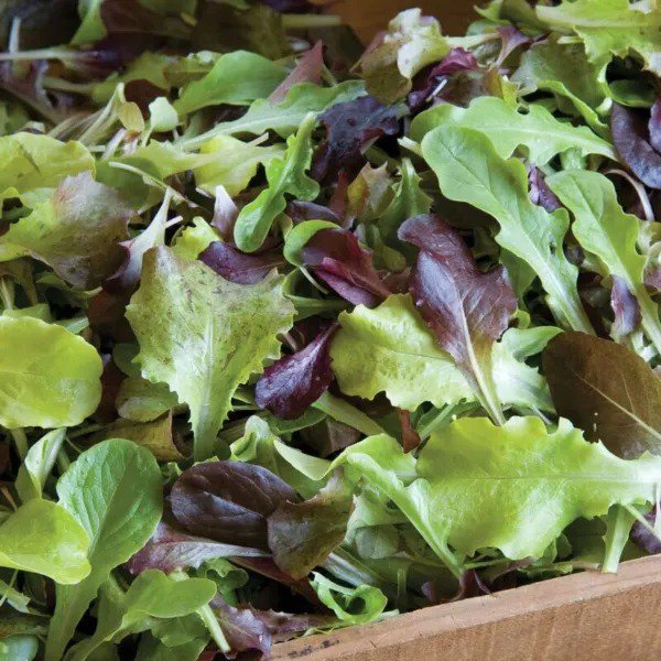 Fresh Allstar Gourmet Lettuce Mix Seeds For Planting (500 Seeds) Grow Heirloom Lettu Garden