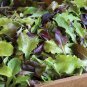 Fresh Allstar Gourmet Lettuce Mix Seeds For Planting (500 Seeds) Grow Heirloom Lettu Garden