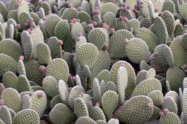 Fresh Beaver Tail Cactus Seeds For Planting (30 Seeds) Opuntia Basilaris Garden