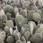Fresh Beaver Tail Cactus Seeds For Planting (30 Seeds) Opuntia Basilaris Garden