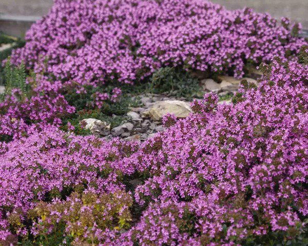 Fresh 600+ Purple Carpet Creeping Thyme Perennial Ground Cover Plant Seeds Heirloo Garden