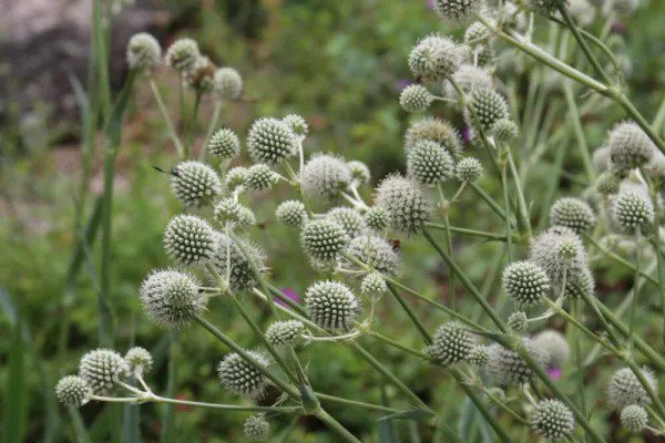 Fresh 25 White Glitter Sea Holly Seeds Eryngium Flower Seeds Garden