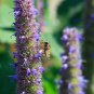 Fresh Anise Hyssop Seeds For Planting (200 Seeds) Stunning Wildflowers Agastache Foe Garden