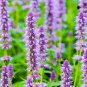 Fresh Anise Hyssop Seeds For Planting (500 Seeds) Stunning Wildflowers Agastache Foe Garden