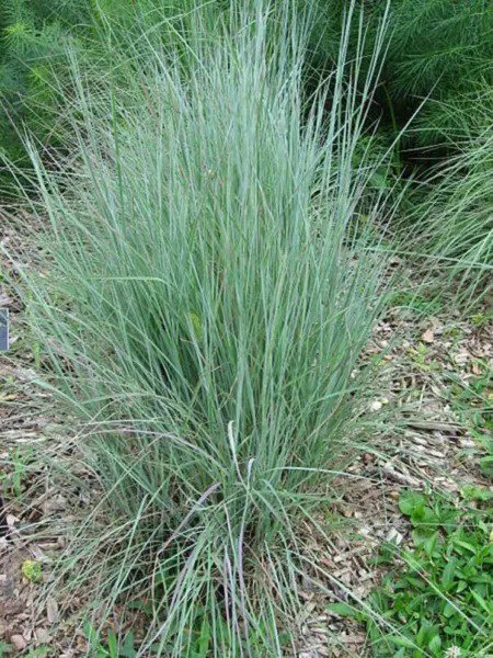 Fresh 100 Little Bluestem Ornamental Grass Seeds For Planting Schizachyrium Scopariu Garden