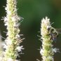 Fresh Purple Giant Hyssop Seeds For Planting (200 Seeds) Stunning Wildflowers Agasta Garden