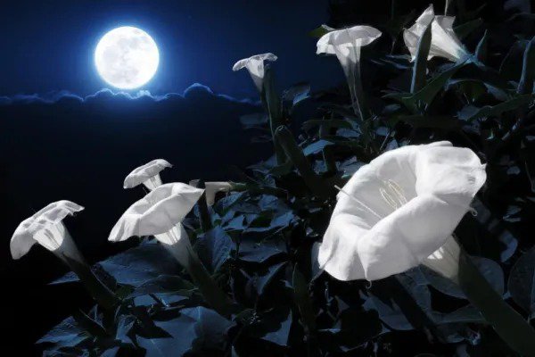Fresh Midnight White Flower Seeds For Planting (25 Seeds) Blooms At Night Reflects Garden