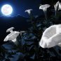 Fresh Midnight White Flower Seeds For Planting (25 Seeds) Blooms At Night Reflects Garden