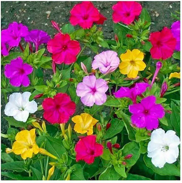 Fresh 100+ Mixed Four O'Clock Seeds Tender Perennial That Reseeds Easily Exotic Ga Garden