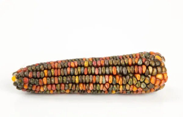Fresh Earth Tones Dent Corn Seeds For Planting 50 Seeds To Grow Garden