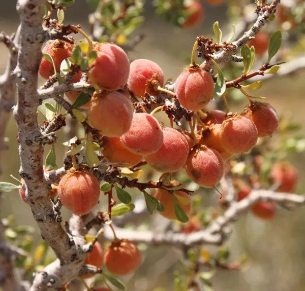 Fresh Desert Peach Bush Seeds For Planting (5 Seeds) Prunus Andersonii Garden