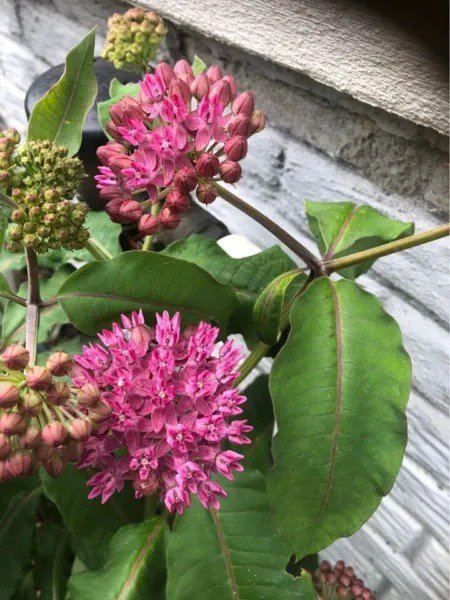 Fresh Common Milkweed Native Seeds For Planting (100 Seeds) Asclepias Syriaca Grea Garden
