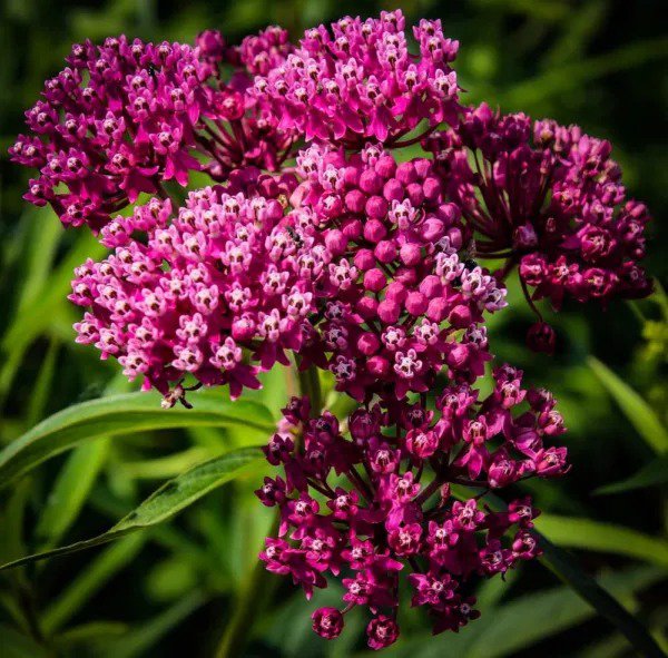 Fresh Swamp Milkweed Native Seeds For Planting (100 Seeds) Asclepias Incarnata Gre Garden