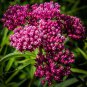 Fresh Swamp Milkweed Native Seeds For Planting (100 Seeds) Asclepias Incarnata Gre Garden