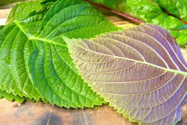 Fresh Korean Shiso Perilla Frutescens 200+ Seeds Sushi Bar Asian Heirloom Fragrant Garden