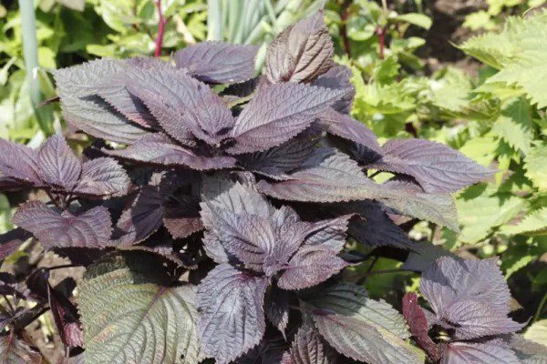 Fresh Red Shiso 200+ Seeds Sushi Bar Asian Heirloom Cool Weather Fragrant And Del Garden