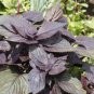 Fresh Red Shiso 200+ Seeds Sushi Bar Asian Heirloom Cool Weather Fragrant And Del Garden