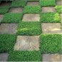 Fresh 1 000+ Outdoor Green Carpet Seeds For Planting Rupturewort (Herniaria Glabra) Garden
