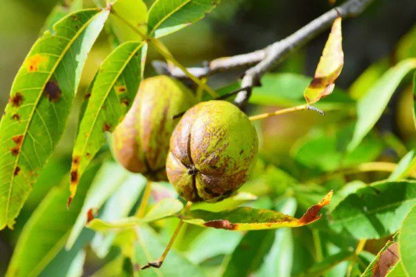 Fresh Shellbark Hickory (King Nut) Carya Laciniosa Tree 1 Seed Garden