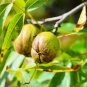 Fresh Shellbark Hickory (King Nut) Carya Laciniosa Tree 1 Seed Garden