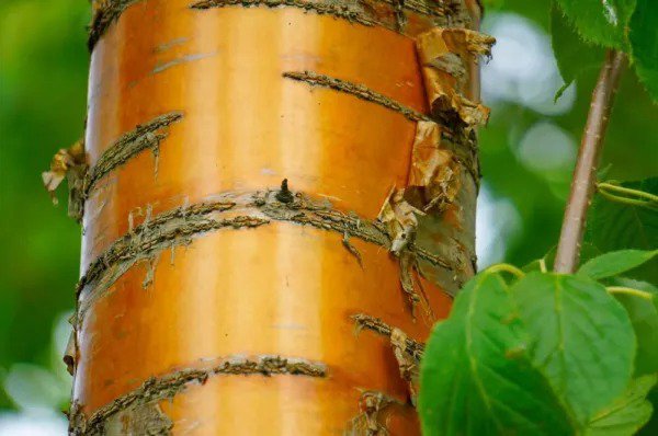 Fresh Amur Chokecherry Tree Seeds For Planting 30 Seeds Prunus Maackii Prized For Garden