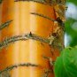 Fresh Amur Chokecherry Tree Seeds For Planting 30 Seeds Prunus Maackii Prized For Garden