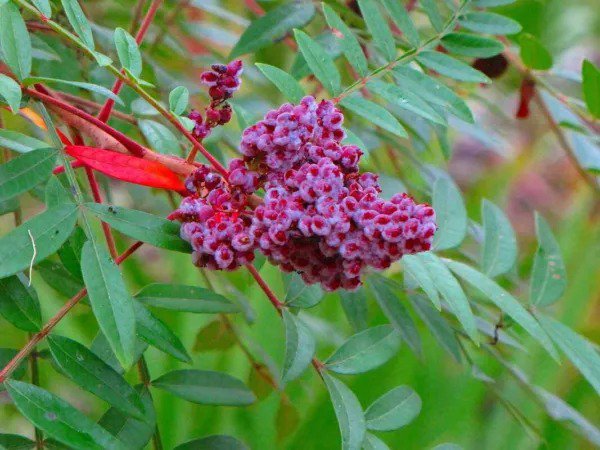 Fresh Winged Sumac Seeds For Planitng (30 Seeds) Rhus Copallinum Garden