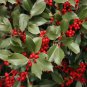 Fresh American Holly Seeds For Planting 30 Seeds Ilex Opaca Garden