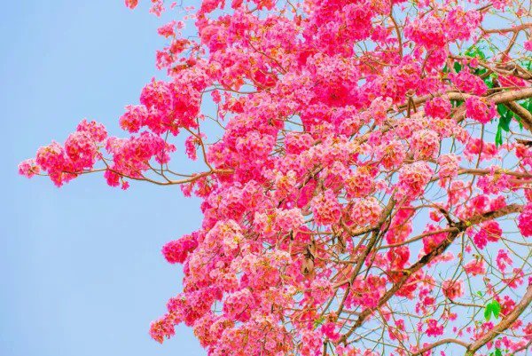 Fresh Pink Trumpet Tree Seeds For Planting 30 Seeds Tabebuia Rosea Garden